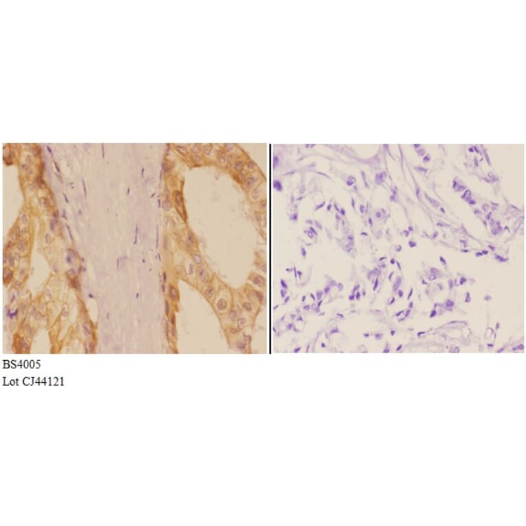 Anti-Adducin α/β Antibody from Bioworld Technology (BS4005) - Antibodies.com