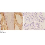 Anti-Adducin α/β Antibody from Bioworld Technology (BS4005) - Antibodies.com