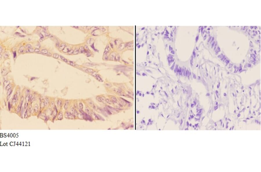 Anti-Adducin α/β Antibody from Bioworld Technology (BS4005) - Antibodies.com