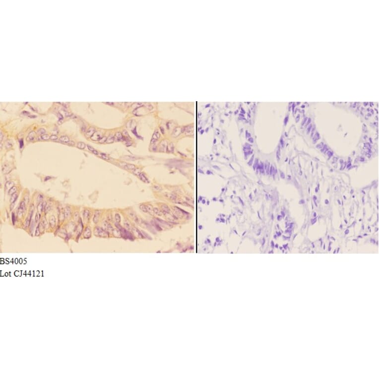 Anti-Adducin α/β Antibody from Bioworld Technology (BS4005) - Antibodies.com