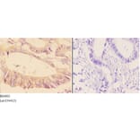 Anti-Adducin α/β Antibody from Bioworld Technology (BS4005) - Antibodies.com