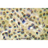 Anti-AKT (phospho-S473) Antibody from Bioworld Technology (BS4006) - Antibodies.com