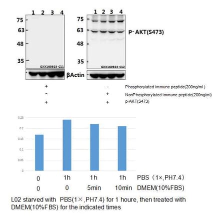 Anti-AKT (phospho-S473) Antibody from Bioworld Technology (BS4007) - Antibodies.com