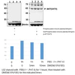 Anti-AKT (phospho-S473) Antibody from Bioworld Technology (BS4007) - Antibodies.com