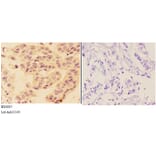 Anti-AKT (phospho-S473) Antibody from Bioworld Technology (BS4007) - Antibodies.com