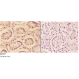 Anti-AKT (phospho-S473) Antibody from Bioworld Technology (BS4007) - Antibodies.com