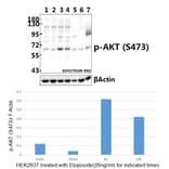 Anti-AKT (phospho-S473) Antibody from Bioworld Technology (BS4007) - Antibodies.com