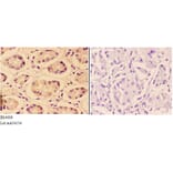 Anti-AKT (phospho-T308) Antibody from Bioworld Technology (BS4009) - Antibodies.com