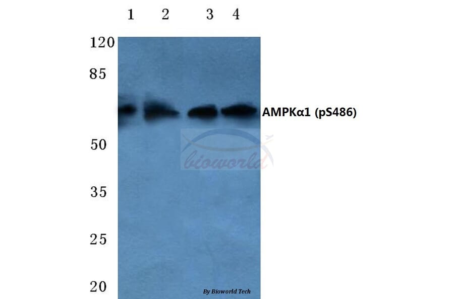 Anti-AMPKα1 (phospho-S486) Antibody from Bioworld Technology (BS4010) - Antibodies.com