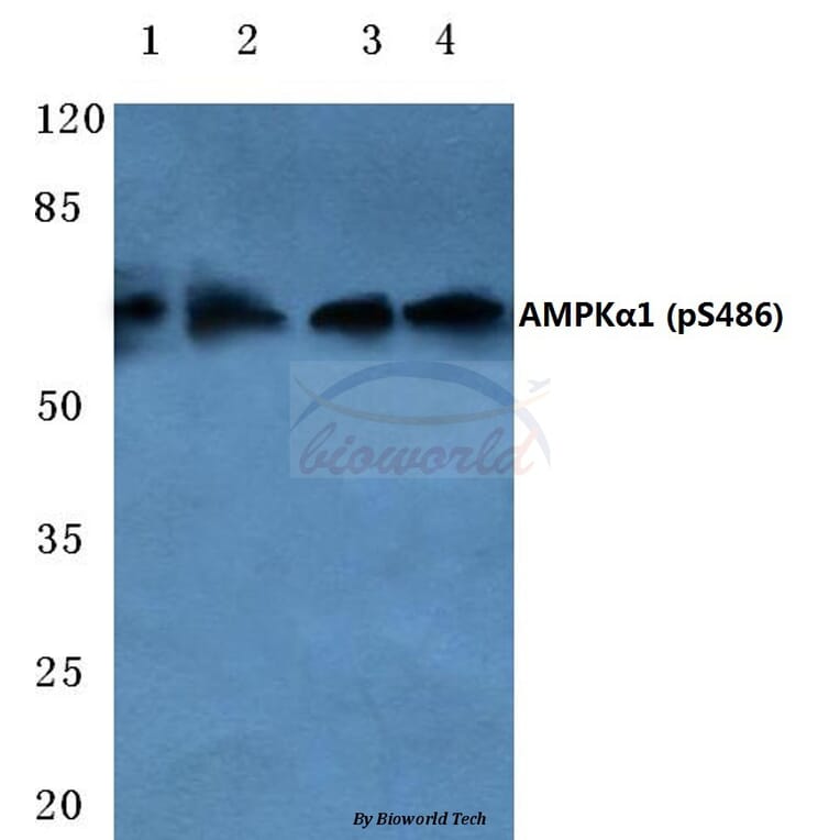 Anti-AMPKα1 (phospho-S486) Antibody from Bioworld Technology (BS4010) - Antibodies.com