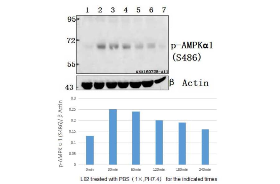 Anti-AMPKα1 (phospho-S486) Antibody from Bioworld Technology (BS4010) - Antibodies.com