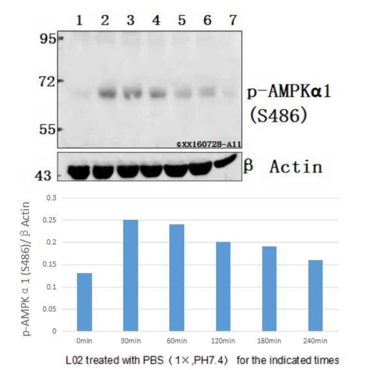 Anti-AMPKα1 (phospho-S486) Antibody from Bioworld Technology (BS4010) - Antibodies.com