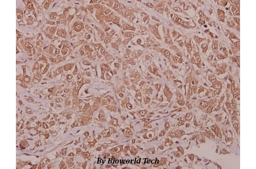Anti-AMPKα1 (phospho-S486) Antibody from Bioworld Technology (BS4010) - Antibodies.com
