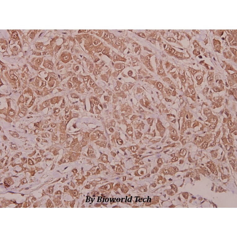 Anti-AMPKα1 (phospho-S486) Antibody from Bioworld Technology (BS4010) - Antibodies.com