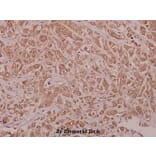 Anti-AMPKα1 (phospho-S486) Antibody from Bioworld Technology (BS4010) - Antibodies.com