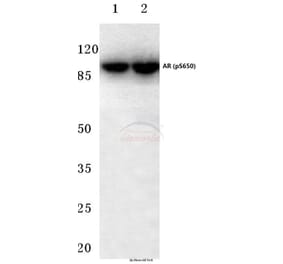 Anti-AR (phospho-S650) Antibody from Bioworld Technology (BS4012) - Antibodies.com