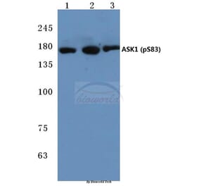 Anti-ASK1 (phospho-S83) Antibody from Bioworld Technology (BS4013) - Antibodies.com