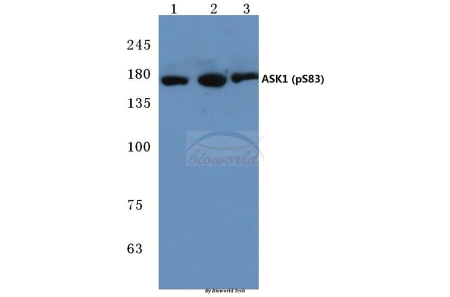Anti-ASK1 (phospho-S83) Antibody from Bioworld Technology (BS4013) - Antibodies.com