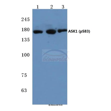 Anti-ASK1 (phospho-S83) Antibody from Bioworld Technology (BS4013) - Antibodies.com