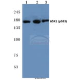 Anti-ASK1 (phospho-S83) Antibody from Bioworld Technology (BS4013) - Antibodies.com