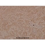 Anti-ASK1 (phospho-S83) Antibody from Bioworld Technology (BS4013) - Antibodies.com