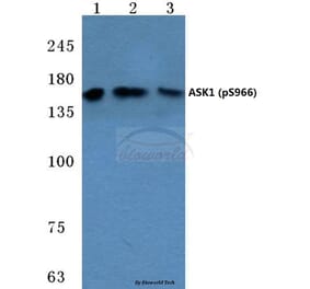 Anti-ASK1 (phospho-S966) Antibody from Bioworld Technology (BS4014) - Antibodies.com
