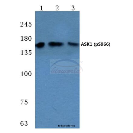 Anti-ASK1 (phospho-S966) Antibody from Bioworld Technology (BS4014) - Antibodies.com