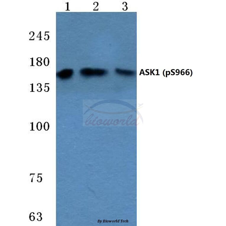 Anti-ASK1 (phospho-S966) Antibody from Bioworld Technology (BS4014) - Antibodies.com