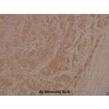 Anti-ASK1 (phospho-S966) Antibody from Bioworld Technology (BS4014) - Antibodies.com