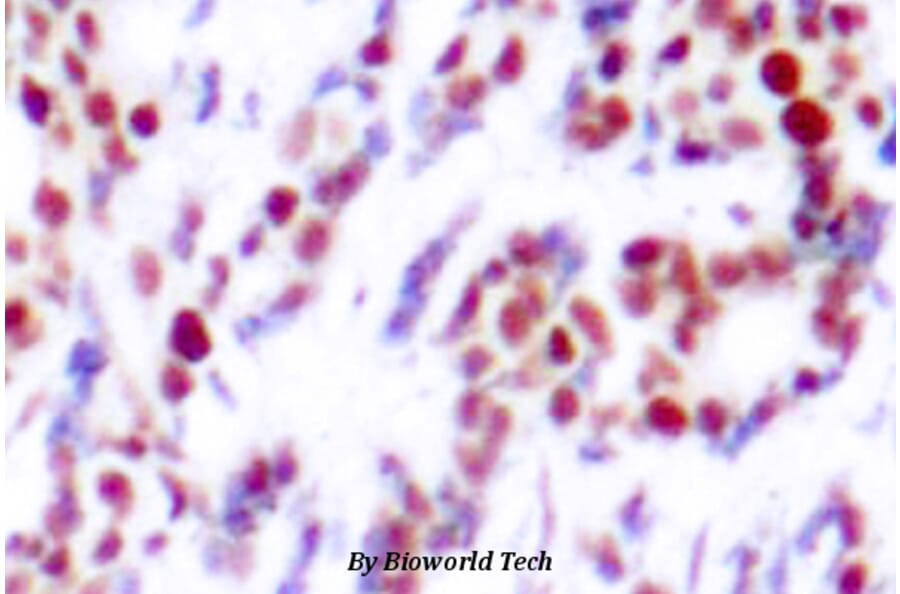 Anti-ATF2 (phospho-S112) Antibody from Bioworld Technology (BS4015) - Antibodies.com