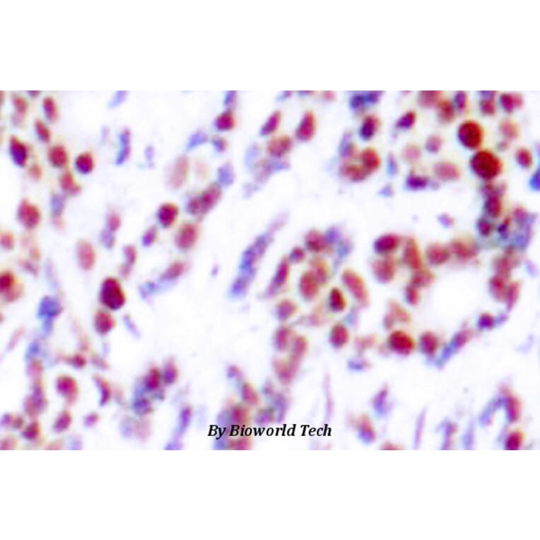 Anti-ATF2 (phospho-S112) Antibody from Bioworld Technology (BS4015) - Antibodies.com