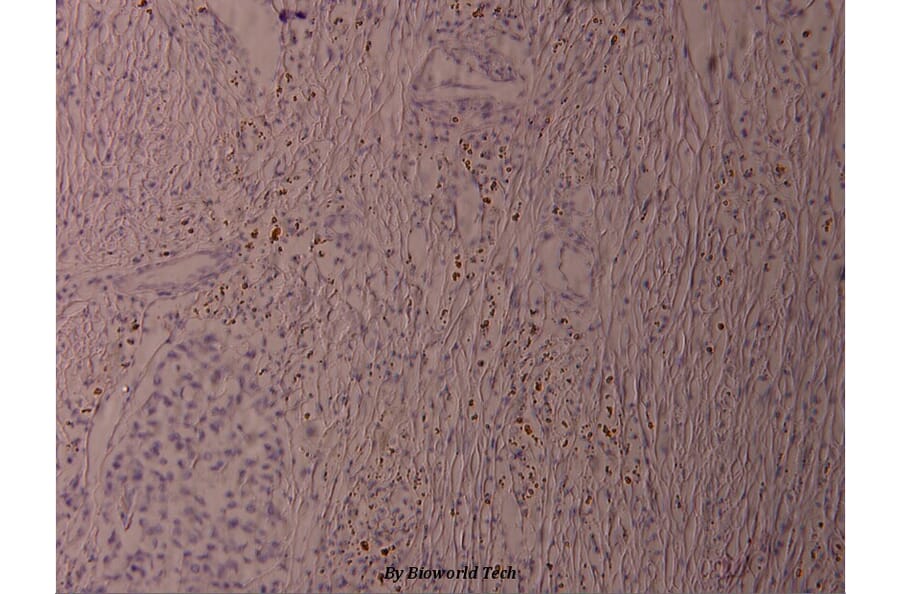 Anti-ATF2 (phospho-S62) Antibody from Bioworld Technology (BS4016) - Antibodies.com