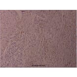 Anti-ATF2 (phospho-S62) Antibody from Bioworld Technology (BS4016) - Antibodies.com