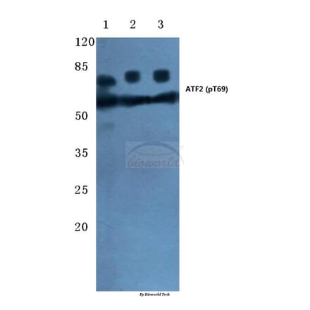Anti-ATF2 (phospho-T69) Antibody from Bioworld Technology (BS4017) - Antibodies.com