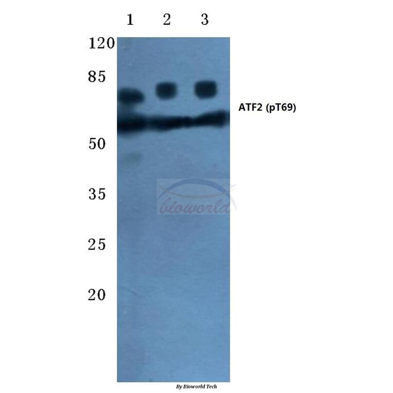 Anti-ATF2 (phospho-T69) Antibody from Bioworld Technology (BS4017) - Antibodies.com