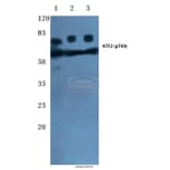 Anti-ATF2 (phospho-T69) Antibody from Bioworld Technology (BS4017) - Antibodies.com