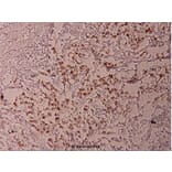 Anti-ATF2 (phospho-T69) Antibody from Bioworld Technology (BS4017) - Antibodies.com