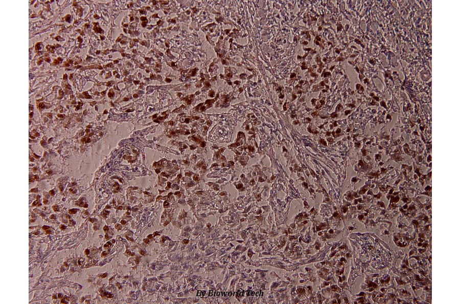 Anti-ATF2 (phospho-T71) Antibody from Bioworld Technology (BS4018) - Antibodies.com