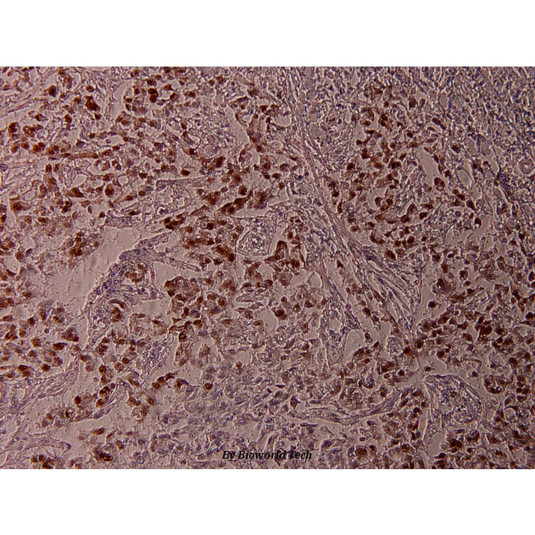 Anti-ATF2 (phospho-T71) Antibody from Bioworld Technology (BS4018) - Antibodies.com