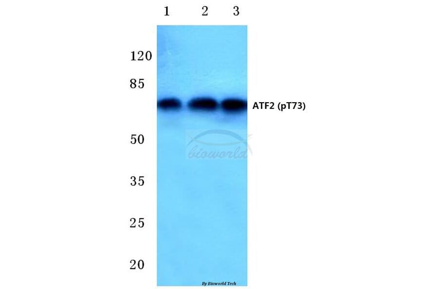 Anti-ATF2 (phospho-T73) Antibody from Bioworld Technology (BS4019) - Antibodies.com