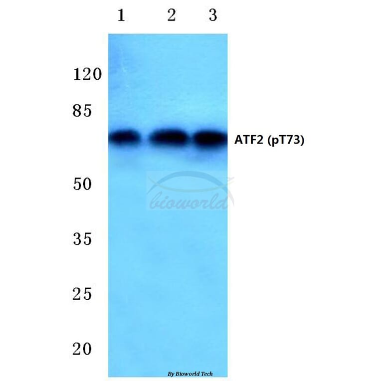 Anti-ATF2 (phospho-T73) Antibody from Bioworld Technology (BS4019) - Antibodies.com