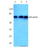 Anti-ATF2 (phospho-T73) Antibody from Bioworld Technology (BS4019) - Antibodies.com