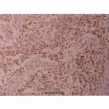 Anti-ATF2 (phospho-T73) Antibody from Bioworld Technology (BS4019) - Antibodies.com