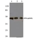 Anti-ATF4 (phospho-S245) Antibody from Bioworld Technology (BS4020) - Antibodies.com