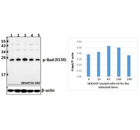 Anti-Bad (phospho-S136) Antibody from Bioworld Technology (BS4021) - Antibodies.com