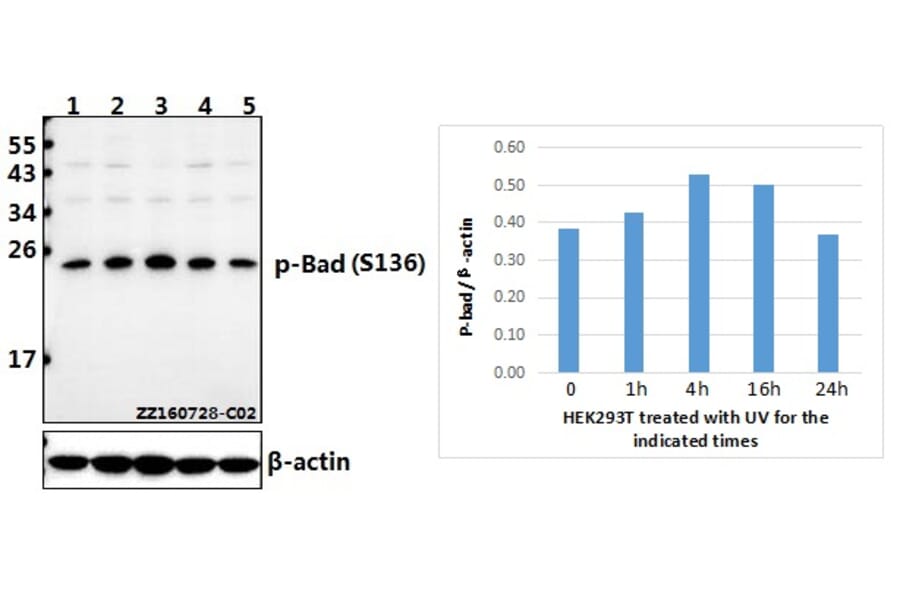 Anti-Bad (phospho-S136) Antibody from Bioworld Technology (BS4021) - Antibodies.com
