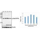 Anti-Bad (phospho-S136) Antibody from Bioworld Technology (BS4021) - Antibodies.com