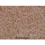 Anti-Bad (phospho-S136) Antibody from Bioworld Technology (BS4021) - Antibodies.com