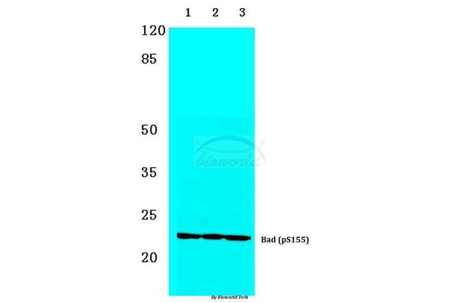 Anti-Bad (phospho-S155) Antibody from Bioworld Technology (BS4022) - Antibodies.com