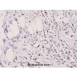 Anti-Bad (phospho-S155) Antibody from Bioworld Technology (BS4022) - Antibodies.com